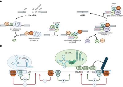 Alternative splicing regulation and its therapeutic potential in bladder cancer